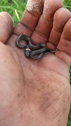 caught a little snake on the river