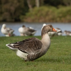 Settler goose, also known as Pilgrim goose, female, standing on grass next to lake in a park