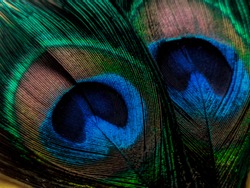 a background picture of peacock feather  