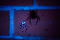 European garden spider in the web at night, large shadow from the spider