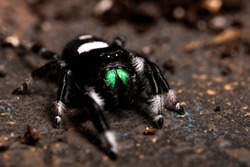Regal jumping spider male on dark background close up, macro photo spider