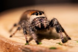Regal jumping spider female on wooden background close up, macro photo spider