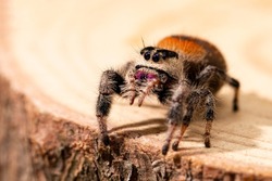 Regal jumping spider female on wooden background close up, macro photo spider