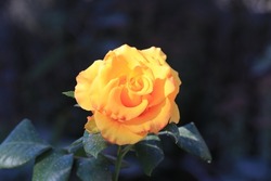 Bright yellow rose is a symbol of wealth and prosperity. Gardeners love this flower for its vibrancy and attractiveness.