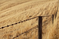 Wheat Field - Free Stock Photo by Ty666 on Stockvault.net