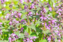 Red dead-nettle (Lamium purpureum) plant in flower. A plant with dark red flowers also known as purple archangle and purple deadnettle in the family Lamiaceae