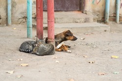Street cats and a dog lie together. 
