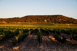 The walks between land of wine and its vines in constant evolution through the Denomination of Origin Ribera del Duero.