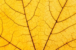 Macro photo of Autumn Foliage. Yellow Maple Leaf texture close up.