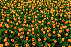 Beautiful field of yellow, orange and red tulips close up. Spring background with tender tulips. Pink floral background. spring banner.