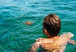 A boy is watching Mediterranean jellyfish in the sea. It is floating on the surface of the sea.