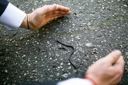 The guy wants to catch a little snake on the asphalt