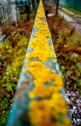 iron handrail covered with yellow lichen in autumn