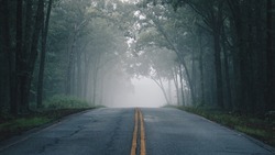 A lonely foggy road cutting through a thick and quiet wood.