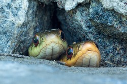 Two Garter Snakes Keeping Lookout