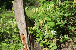 A honeysuckle vinw growing around an old tree stump