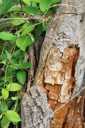 A rotten tree trunk with honeysuckle vines