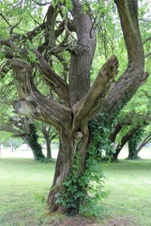 An old mulberry tree with climbing vines