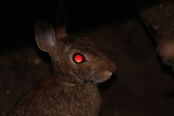 A rabbit's eyes glow red in the dark