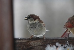 The perched house sparrow is holding a seed in its beak