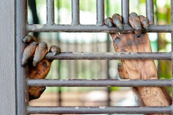 Old Orangutan hand in the old grunge cage