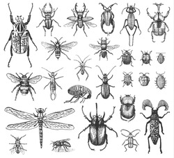 big set of insects bugs beetles and bees many species in vintage old hand drawn style engraved illustration woodcut.