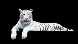 picture of Tiger  albino of high-res with an artistic background