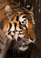 picture of Tiger  of high-res with an artistic background
