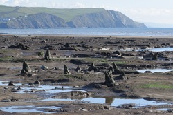 the petrified forest reviled a few years ago on Borth beach, fossilised tree stumps poking out of the beach where an ancient forest used to be