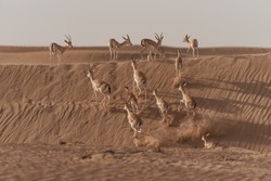 Gazelles running in the Arabian desert, taken in the Al Qudra desert in Dubai - UAE