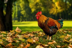 small colored rooster on a grass  the sun shining through the garden trees. Blurry background art lense shot. Hight quality retoushed