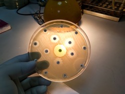 Antimicrobial susceptibility testing in petri dish. Antibiotic resistance of bacteria