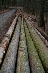 
Felled trees in the forest overgrown with moss. Wooden logs, green.