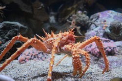 King crab in the bottom of the ocean
