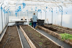 Planting seedlings in a greenhouse