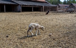 A little lamb in a farmyard
