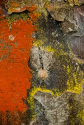 tree carving, color collage of lichens, tree bark and moss