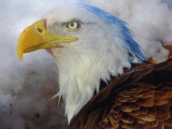 American Bald Eagle in all it's glory