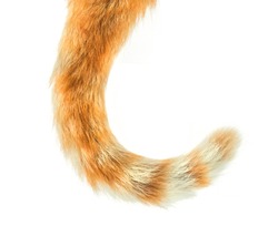 Cat Tail isolated on white background