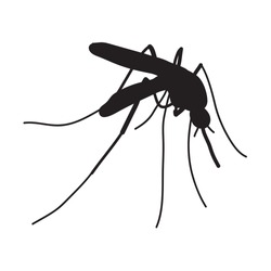 Insect. a realistic mosquito. Mosquito silhouette. Mosquito isolated  on white background.  mosquito.  mosquito. Vector illustration