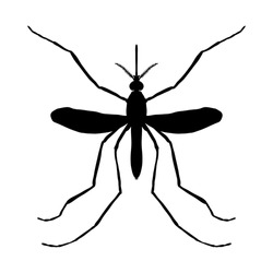 Insect silhouette. Insect. a realistic mosquito. Culex pipiens Mosquito silhouette. Mosquito isolated on white background. . hand-drawn mosquito. Vector illustration