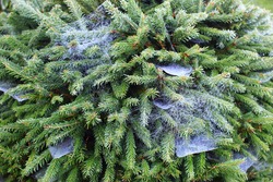 Green spruce branches entangled in cobwebs. White spider web on  decorative  tree in the garden.