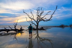 Man walking  at the ocean beach with weathered trees at sunrise.  Drift wood are left behind from years of erosion. Driftwood Beach on Jekyll Island, Georgia, USA.