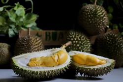 The Durian fruit cut open to reveal fleshy inside. Durian is known as the king of fruit in Asia which has a sweet and delicious taste