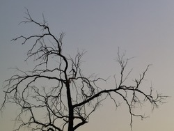 silhouette photo of old dead tree branches during sunset