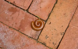 Millipedes , Diplopoda, is tightly  huddling up as it natural protection instinct against its prey on the brown clay brick tile floor in Thailand.
