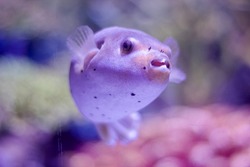 Closed up shot of puffer fish in aquarium fish tank