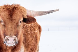 longhorn steer in the snow