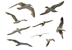 set of flying different seagulls isolated 