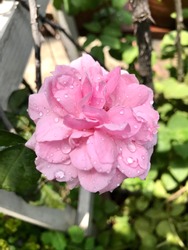 Beautiful sweet pink Bishop's Castle rose are blooming and bright in the rose garden with the rain drops on a rainy day
